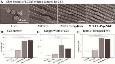 Micropatterned Poly(D,L-Lactide-Co-Caprolactone) Conduits With KHI-Peptide and NGF Promote Peripheral Nerve Repair After Severe Traction Injury